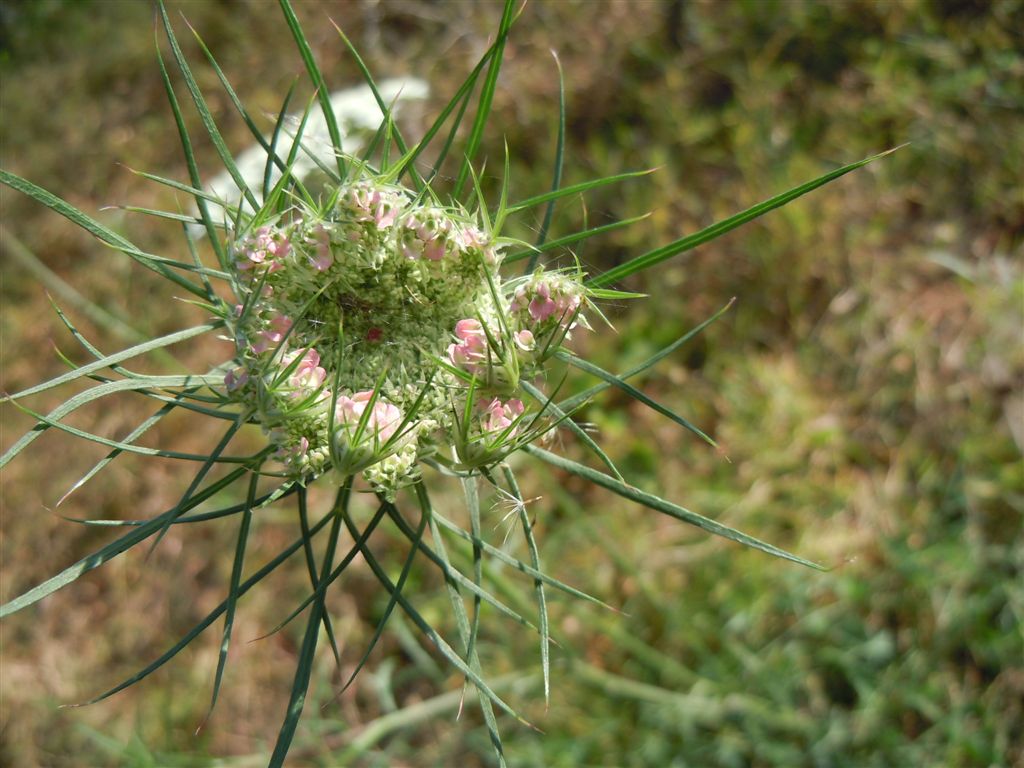 Daucus carota s.l. / Carota selvatica